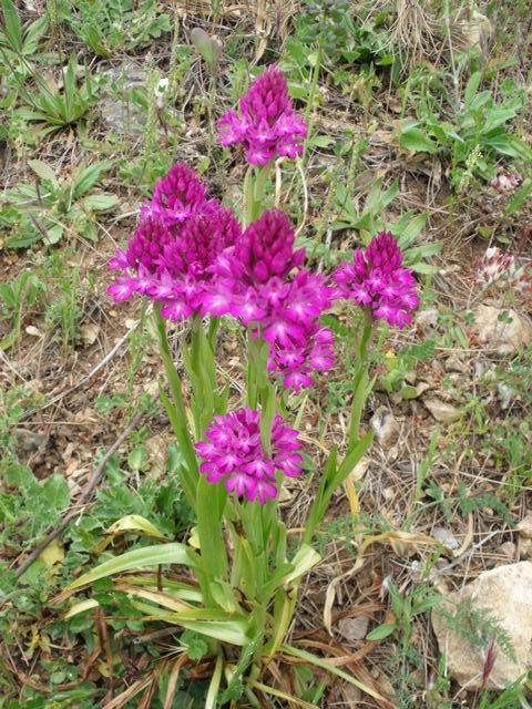 Anacamptis pyramidalis?